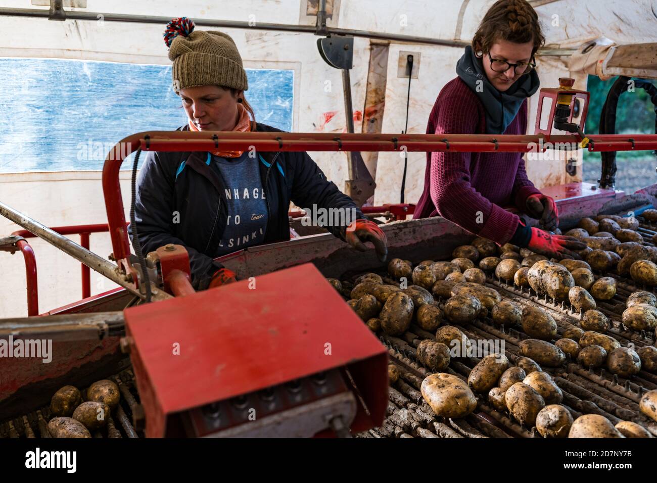 Femmes travaillant dans la récolte de pommes de terre avec des pommes de terre Maris Piper, Luffness main Farm, East Lothian, Écosse, Royaume-Uni Banque D'Images