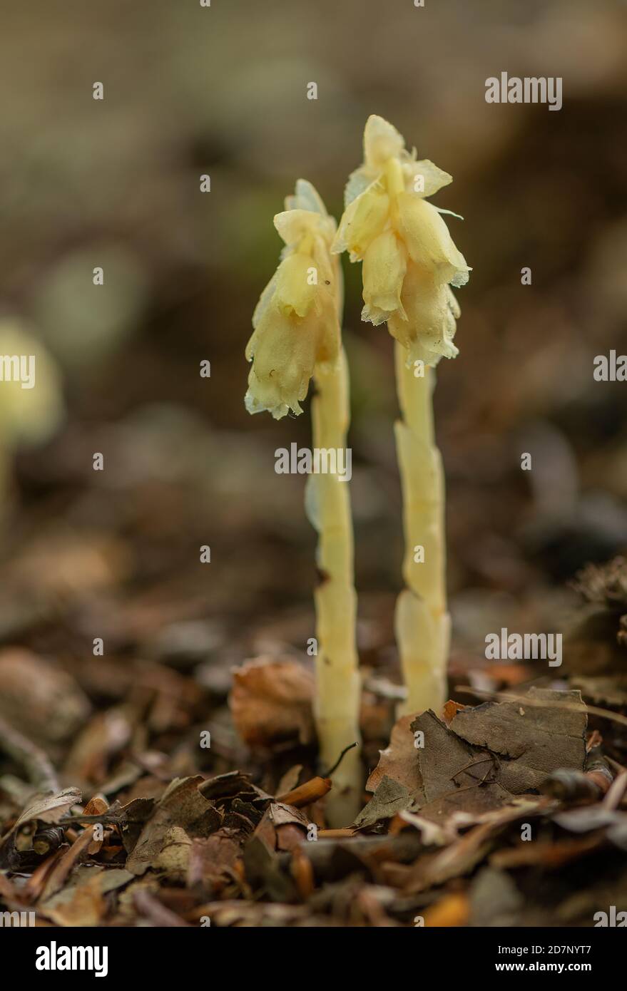 Nid d'oiseau jaune, Hypopitys monotropa, fleur en bois de hêtre, plantation; Dorset. Banque D'Images