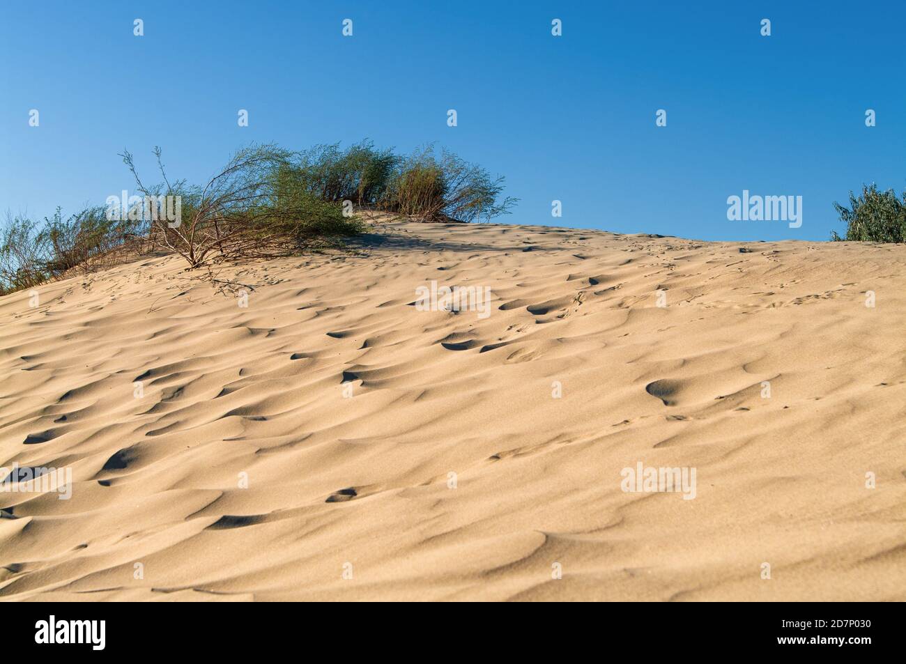Dunes de sable jaune avec végétation désertique contre un ciel bleu Banque D'Images