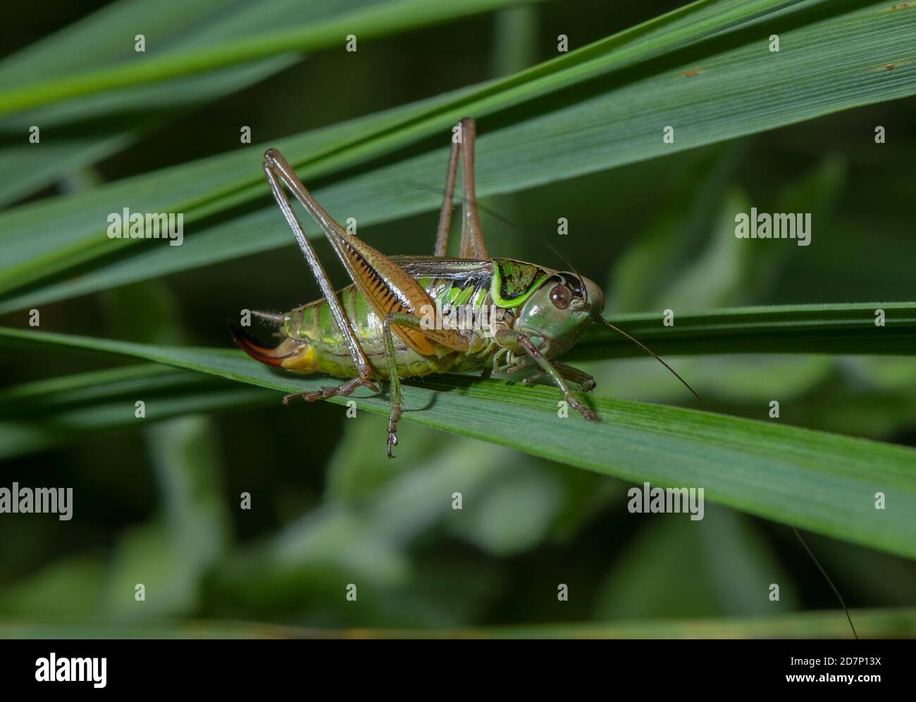 Roeseliana roeselii, la femelle Roesel's bush-cricket, dans des prairies accidentées, dans un pré humide. Banque D'Images