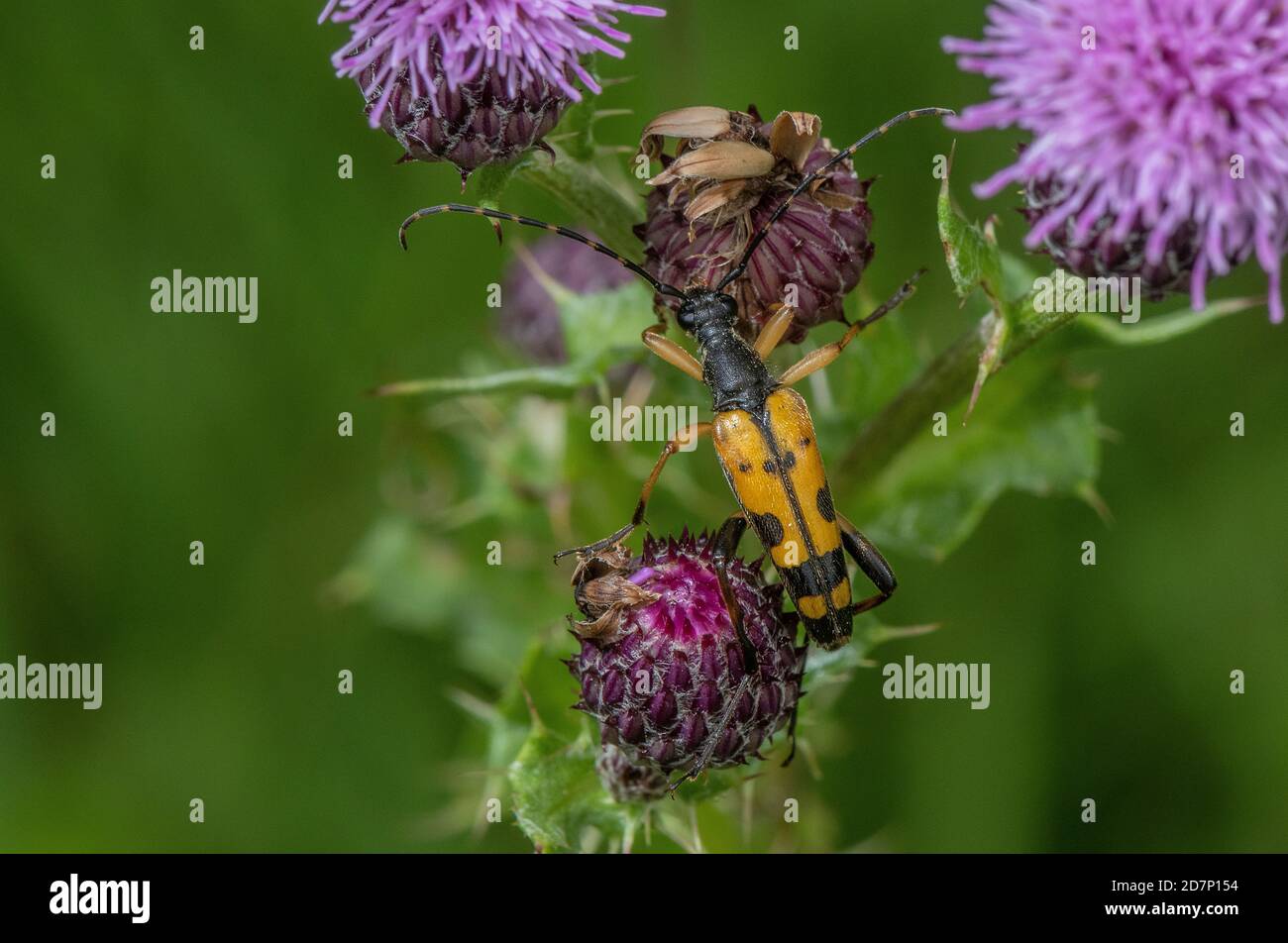 Longhorn noir et jaune, Rutpela maculata, se nourrissant de Thistle rampant Banque D'Images