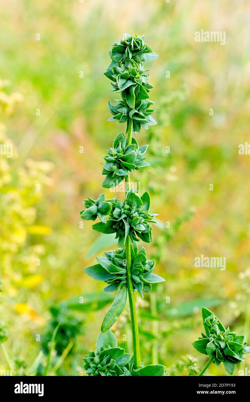 Orache commun ou racine de fer (patula d'atriplex), gros plan d'une seule longue tige de la plante montrant les grappes de feuilles qui cachent les fleurs. Banque D'Images