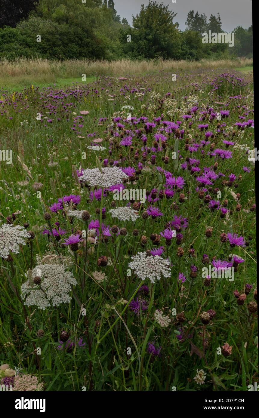 Carotte sauvage, Daucus carota, et forme de Knaphed commun, Centaurea nigra, en fleur dans les prairies récréées. Dorset. Banque D'Images