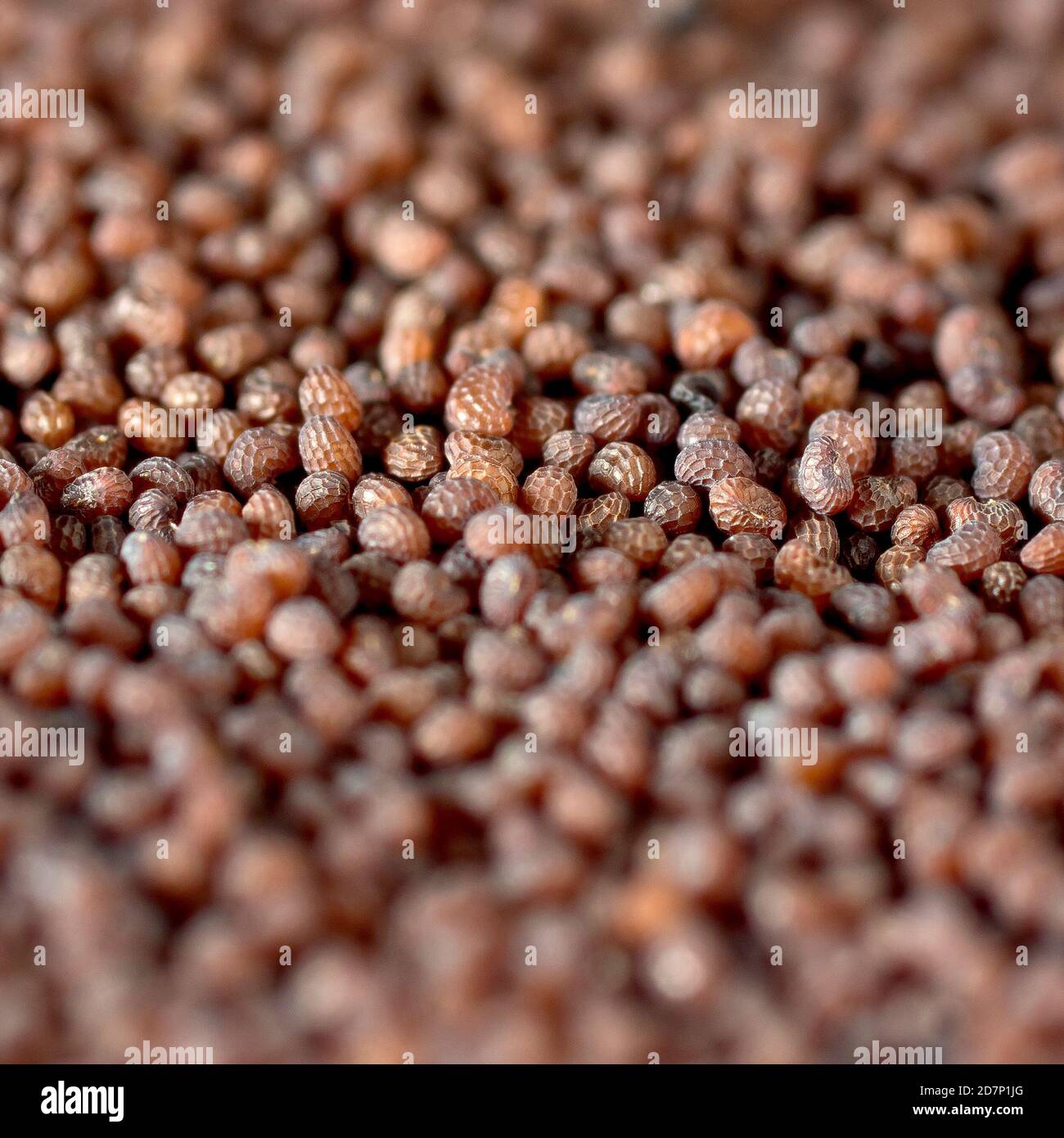 Gros plan montrant une masse de graines récoltées sur le coquelicot à tête longue (papaver dubium). Banque D'Images