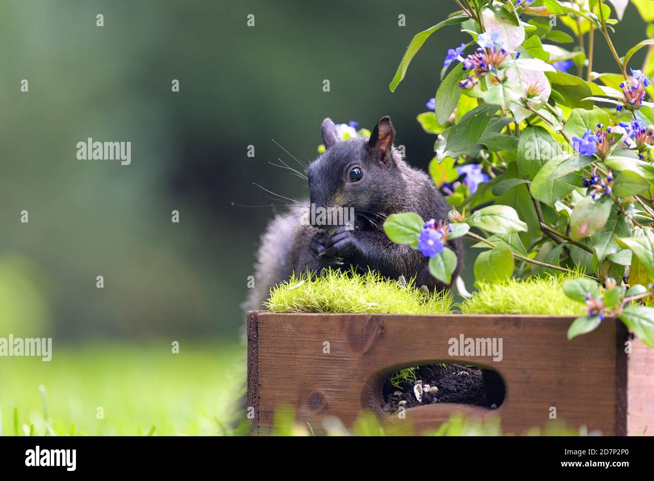Un écureuil noir mangeant des graines parmi quelques fleurs pourpres Banque D'Images