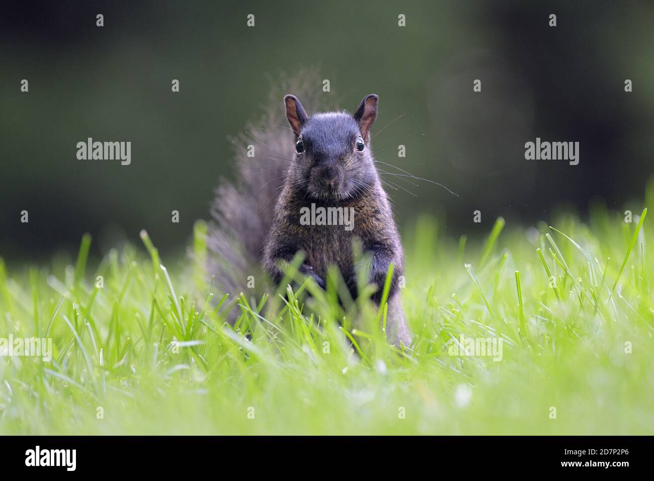 Un écureuil noir posant dans l'herbe Banque D'Images