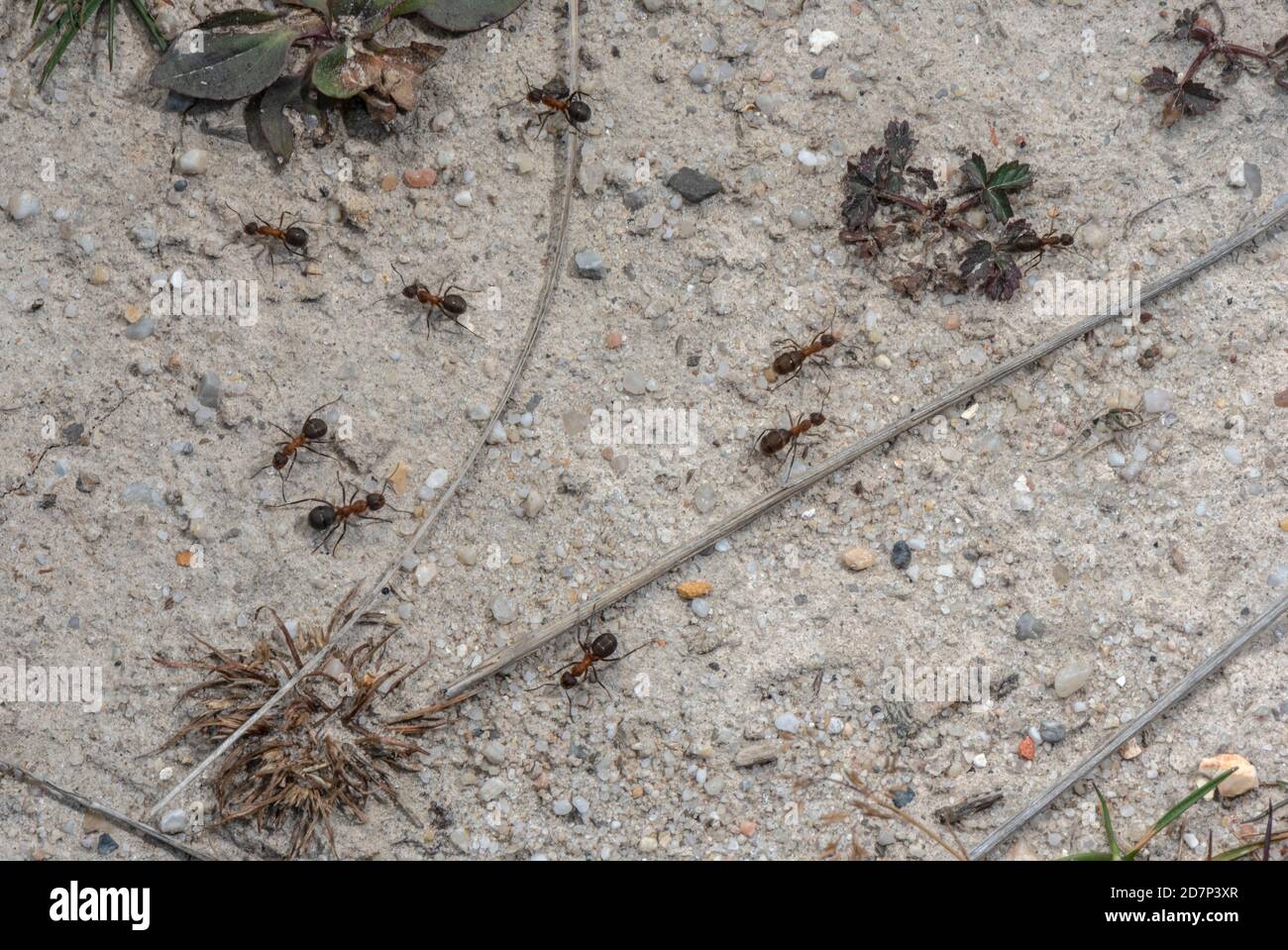 Southern Wood Ant, Formica rufa, chemin traversant la lande sablonneuse. Dorset. Banque D'Images