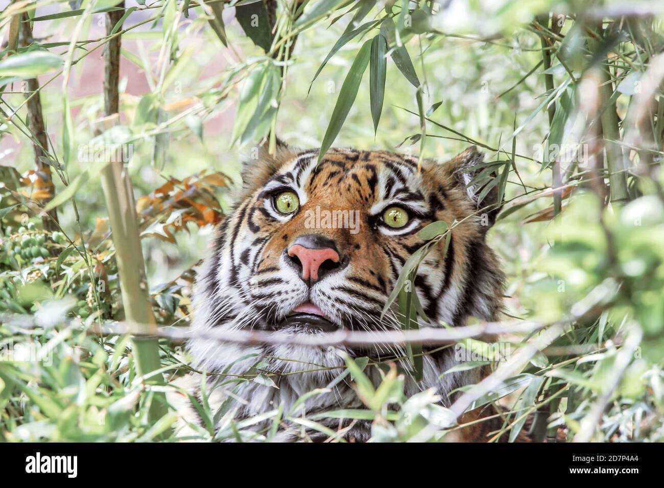 gros plan d'un tigre caché derrière des buissons verts Banque D'Images