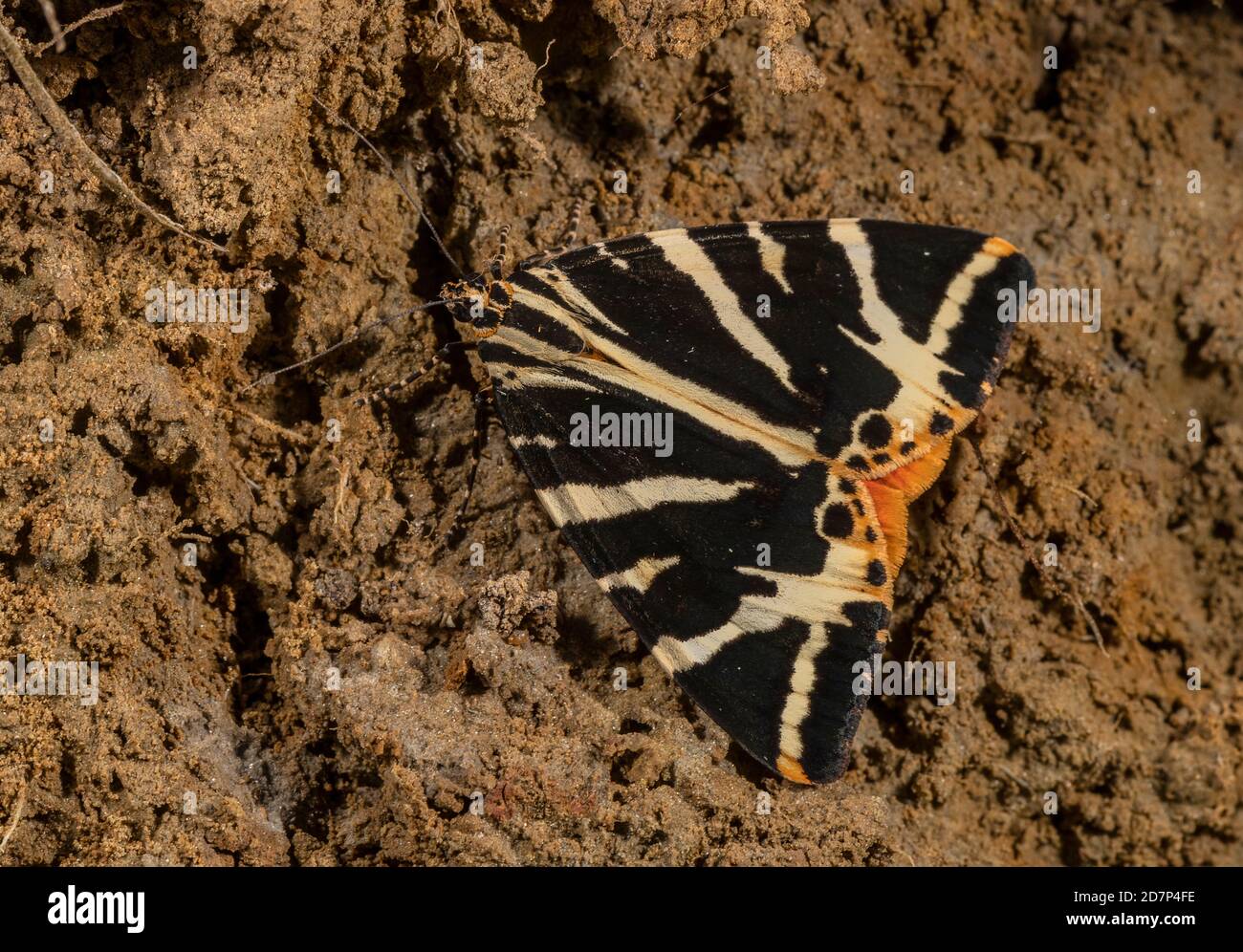 Le papillon des tigres de Jersey, Euplagia quadripunctaria, s'est installé sur le sol, sous la falaise, West Dorset. Banque D'Images
