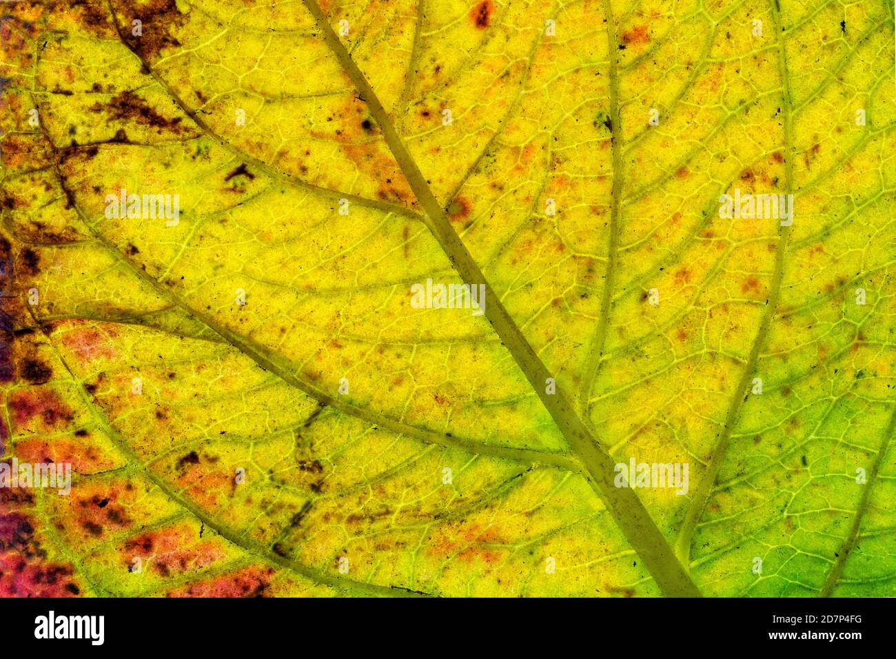 Texture d'une feuille d'automne jaune et verte colorée utilisée comme arrière-plan abstrait naturel. Structure cellulaire. Nature du détail. Banque D'Images