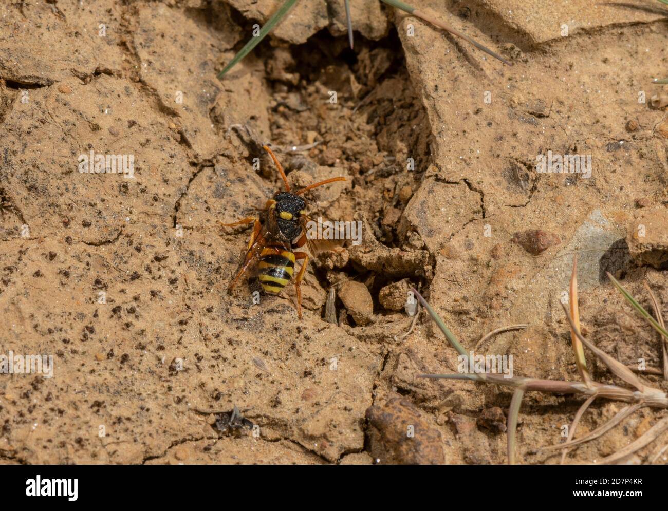 Femelle peint Nomad Bee, Nomada fucata, à la recherche de terriers de son abeille hôte, Andrena flavipes, sur undercliff, West Dorset. Banque D'Images