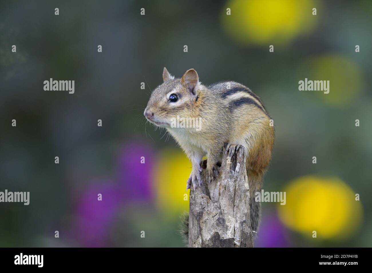 Un chipmunk oriental reposant sur un tronc d'arbre avec un fond coloré Banque D'Images