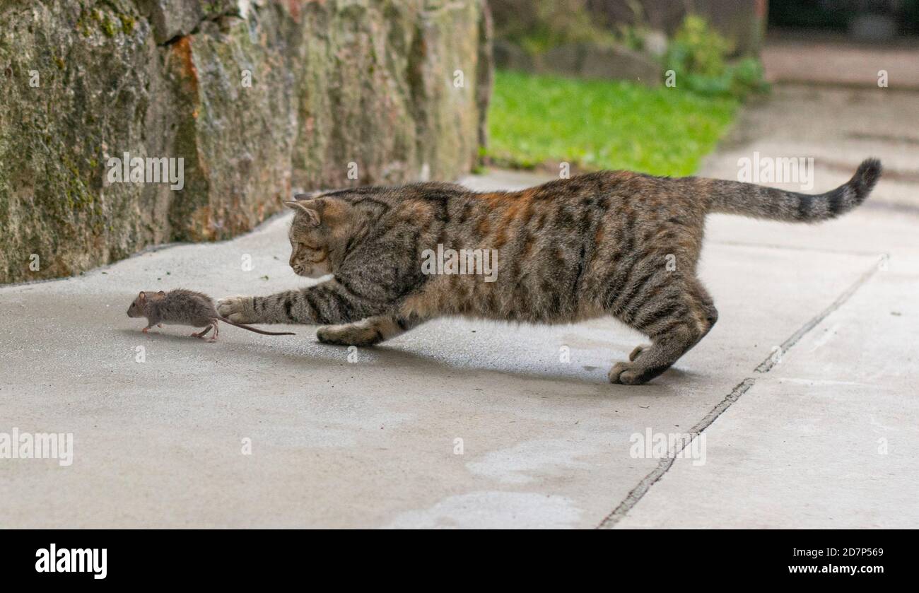 Chat gris arraché chasse la souris. Jeune chat attrapant une souris. Banque D'Images