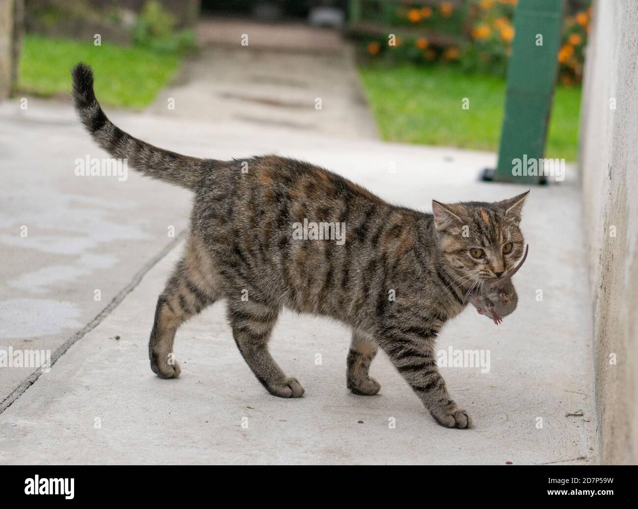 Chat gris nu tenant une petite souris grise dans ses dents. Chat tenant une souris dans sa bouche. Banque D'Images