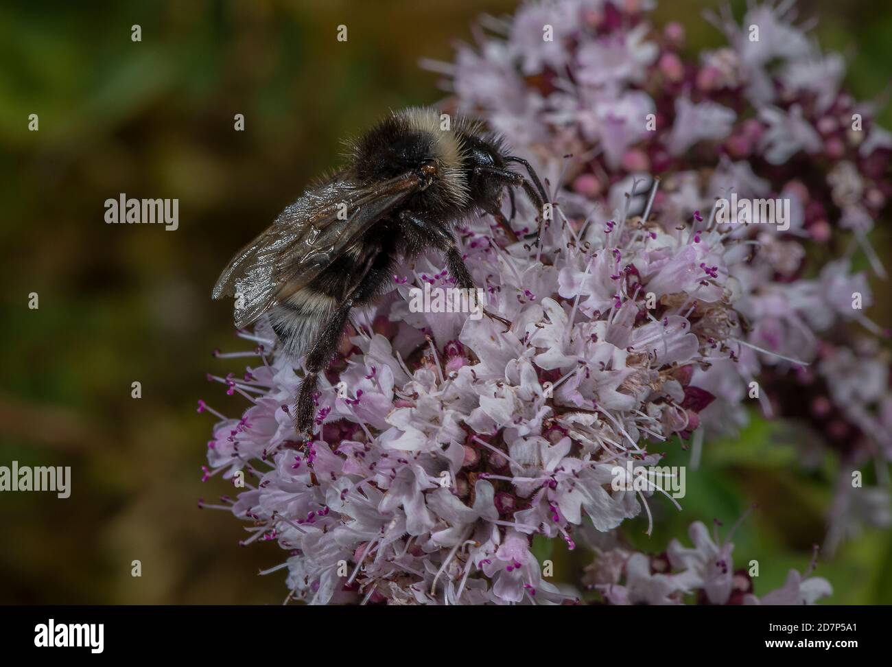 Mâle champ cuckoo bumblebee, Bombus campestris, se nourrissant sur des fleurs de marjolaine. Herbage à la craie, Hants. Parasite social sur les abeilles de Carder. Banque D'Images