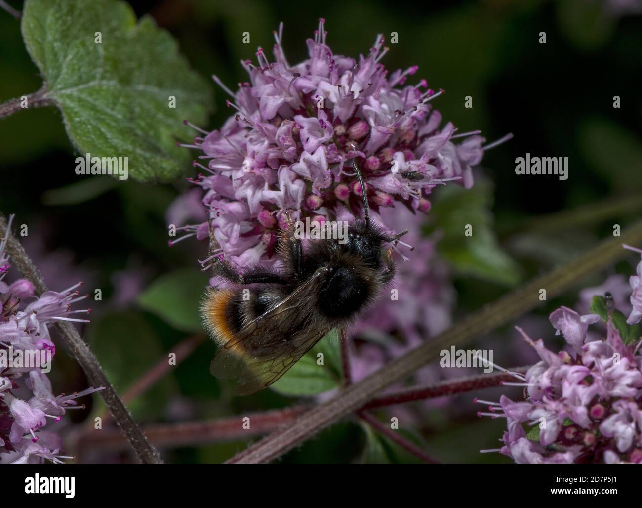 Mâle Cuckoo Bee à queue rouge, Bombus rupestris, se nourrissant de fleurs de marjolaine; parasite social sur Bumblebee à queue rouge. Banque D'Images