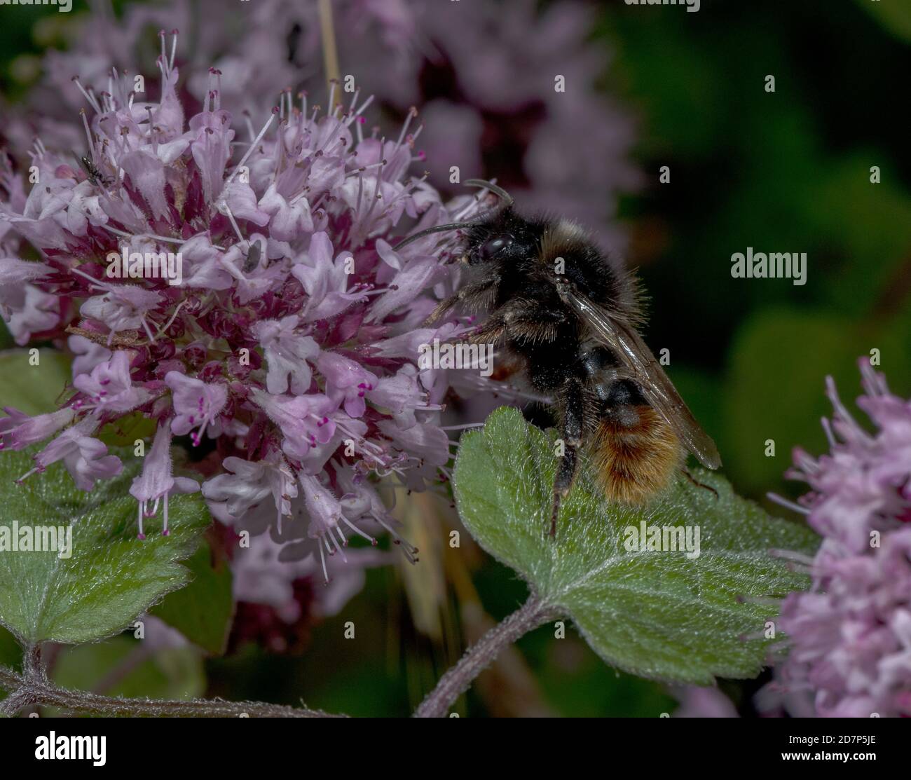 Mâle Cuckoo Bee à queue rouge, Bombus rupestris, se nourrissant de fleurs de marjolaine; parasite social sur Bumblebee à queue rouge. Banque D'Images