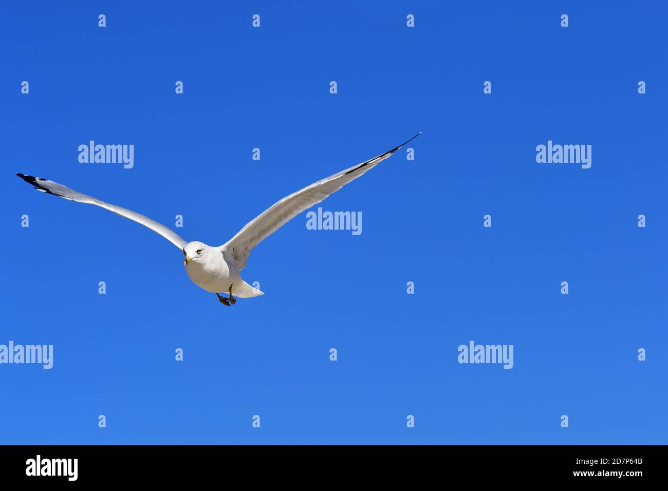 Pays-Bas, Michigan, États-Unis. Un mouette en vol au-dessus de Holland Beach lors d'une journée d'automne lumineuse et venteuse. Banque D'Images