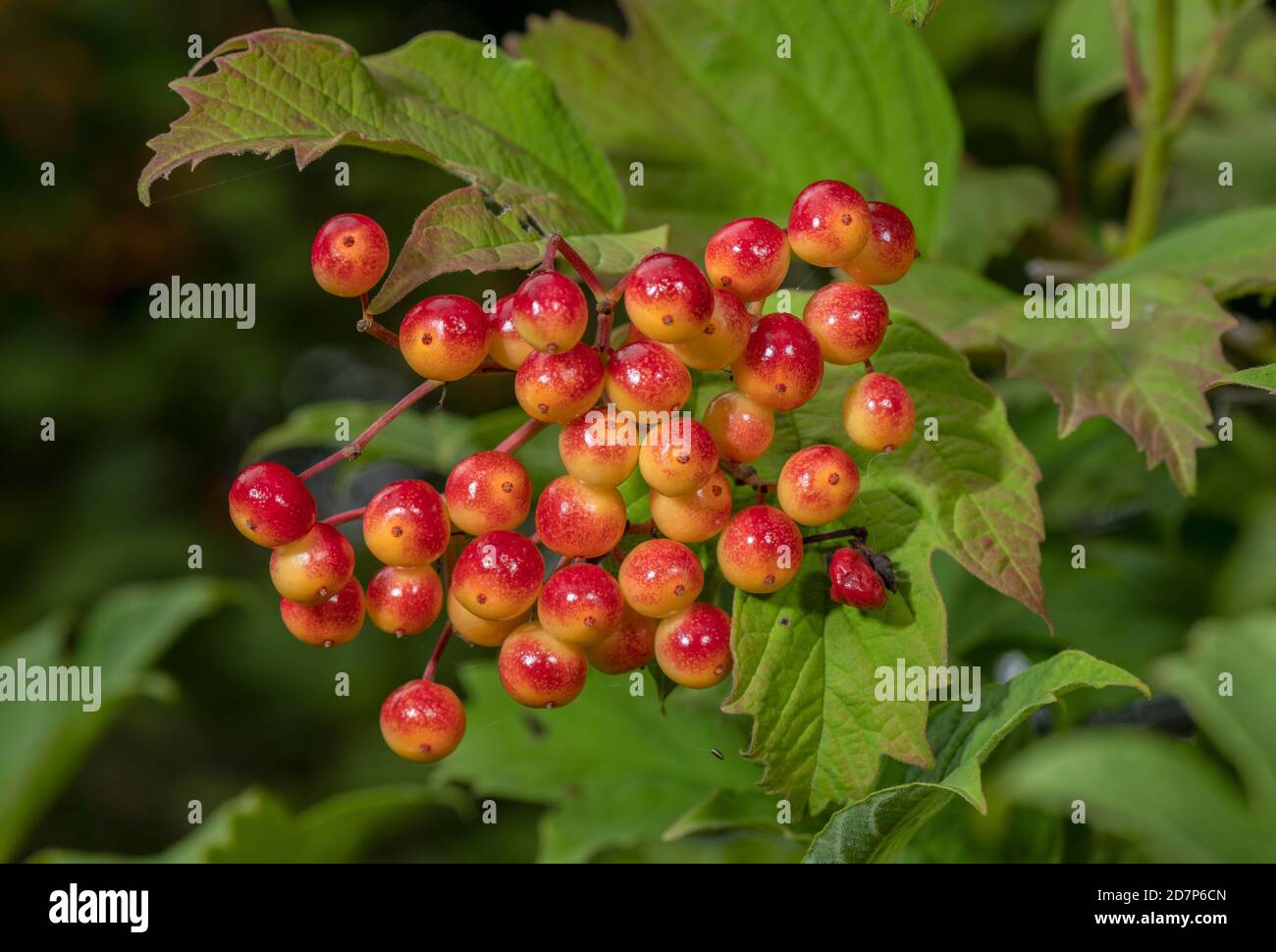 Mûrissement des baies de Guelder Rose, Viburnum opulus, à la fin de l'été Banque D'Images