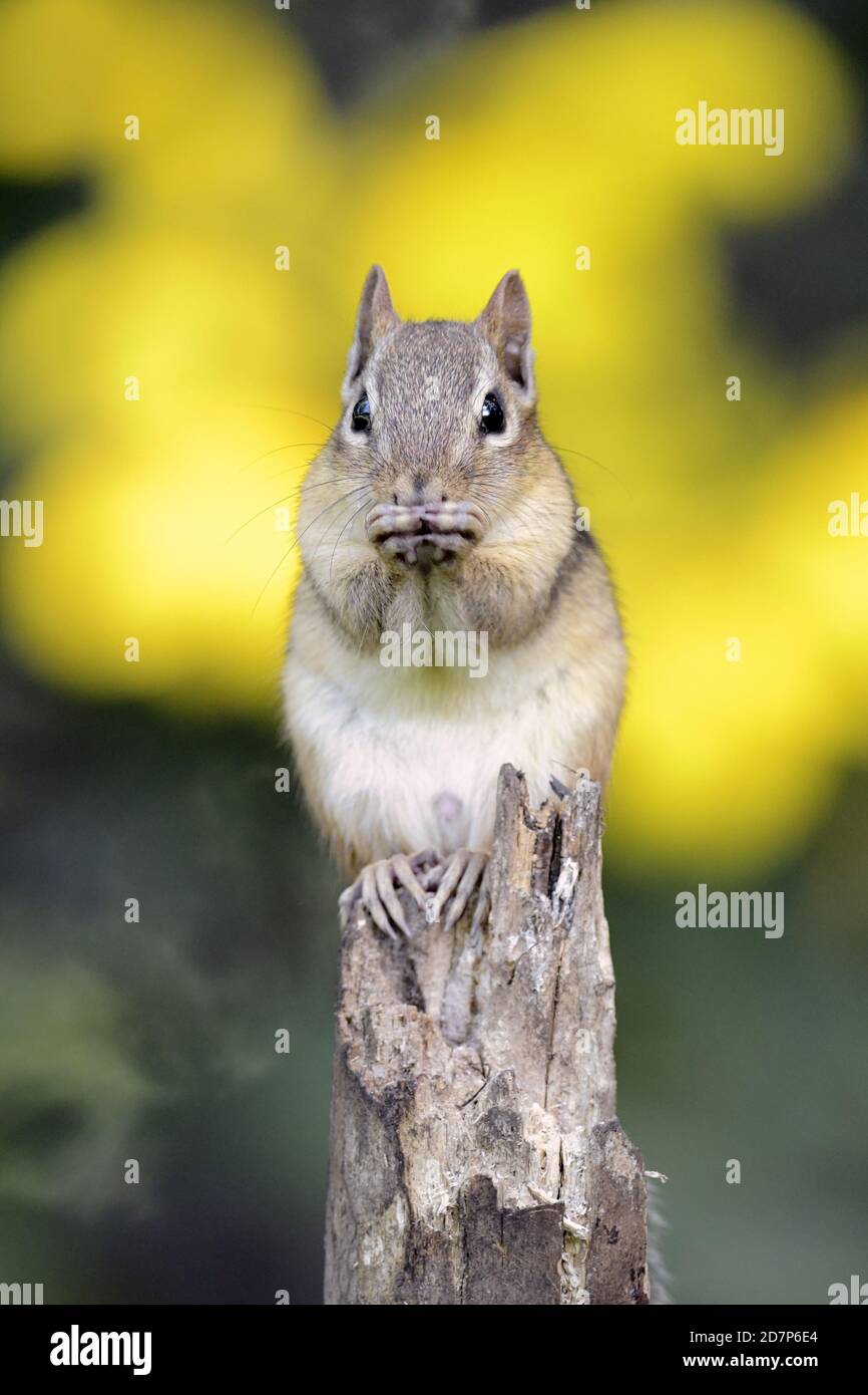 Chipmunk de l'est posé sur un tronc d'arbre avec fond coloré Banque D'Images