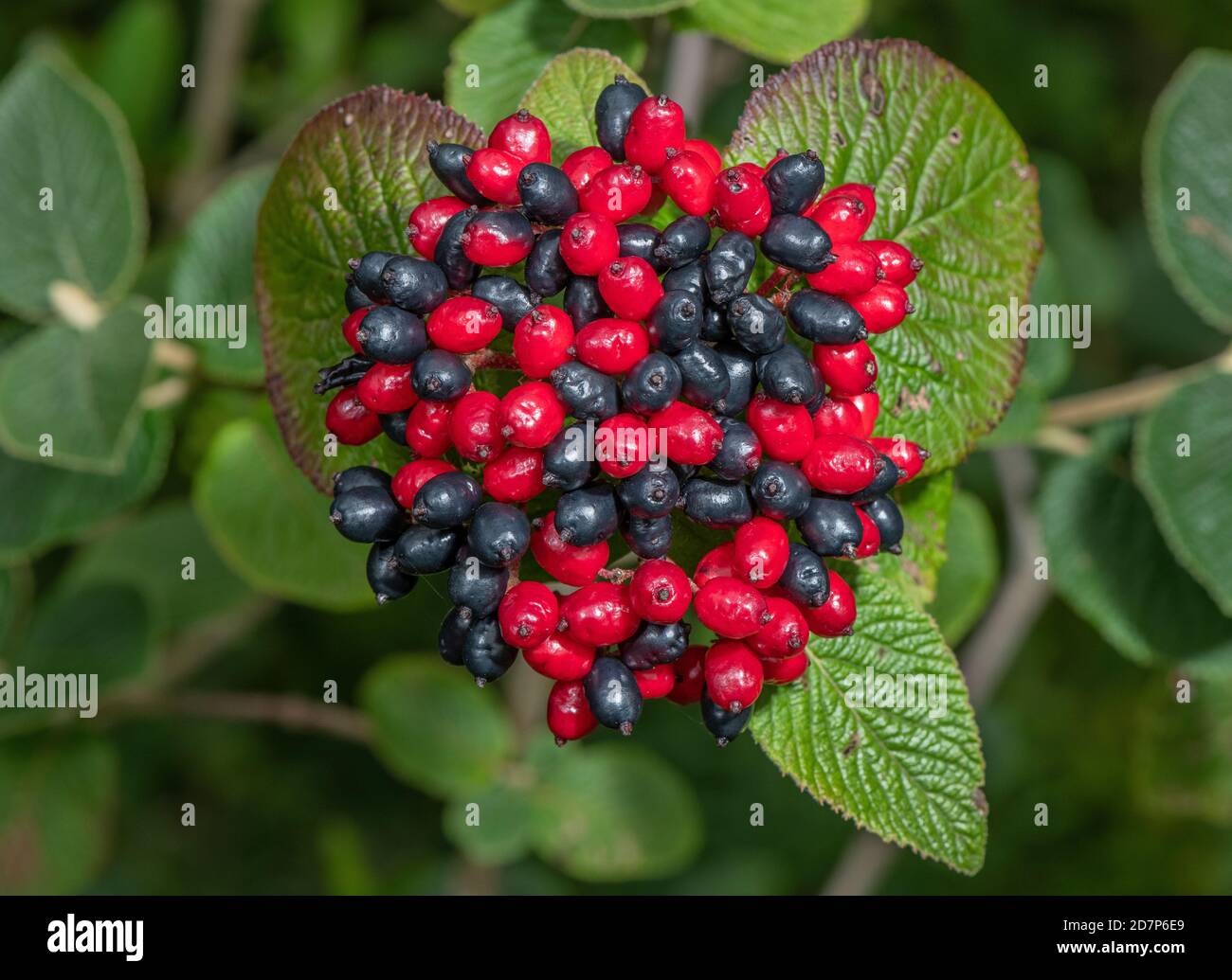 Les baies mûres de l'arbre Wayfaring, Viburnum lantana, à la fin de l'été, sur la prairie de craie. Banque D'Images