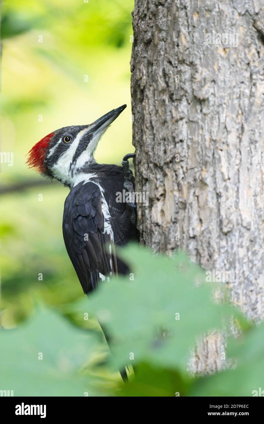 Pic à pécule femelle en été sur un arbre Banque D'Images