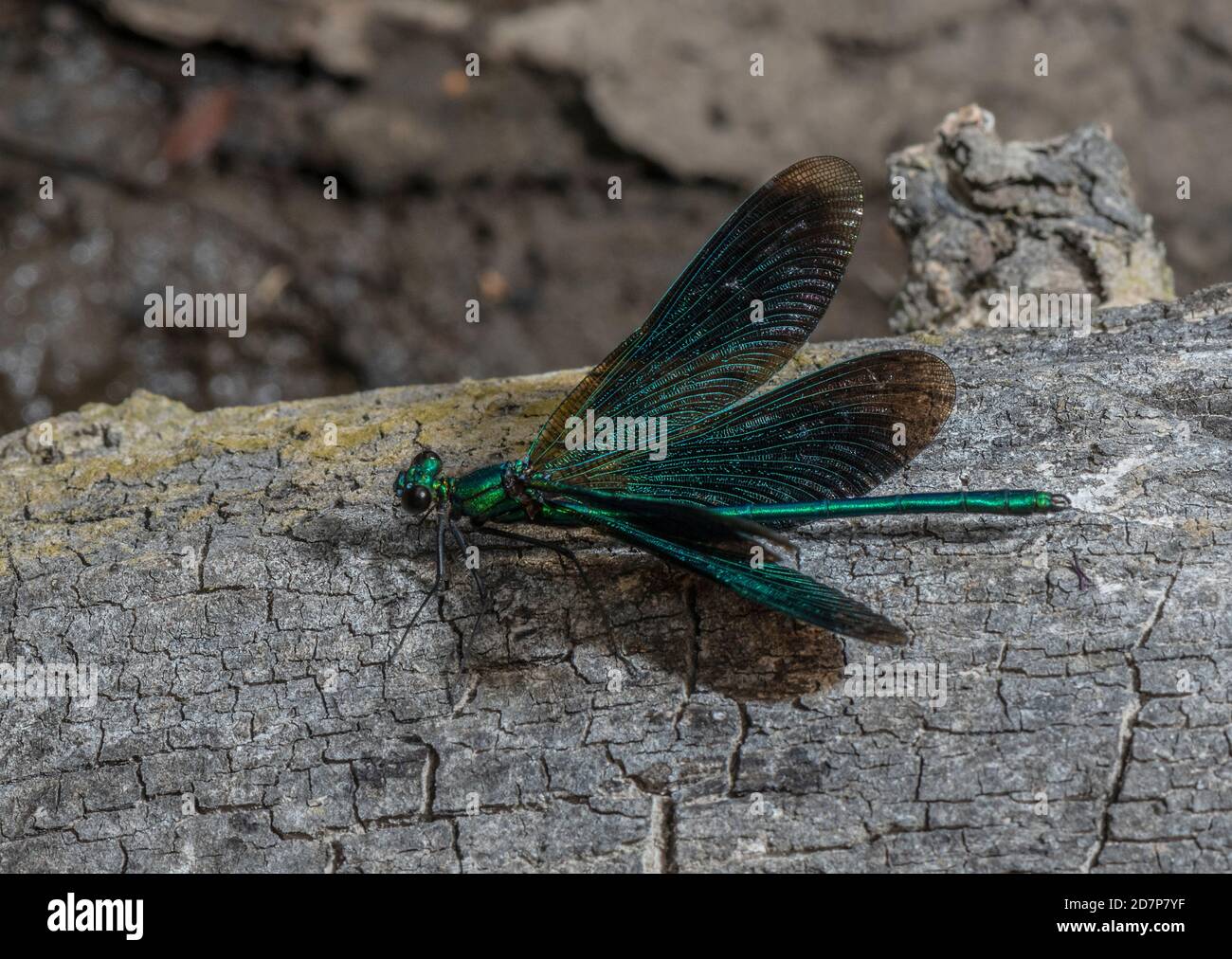 Homme belle Demoiselle, Calopteryx virgo perchée par le ruisseau de la Nouvelle forêt, avec ailes ouvertes; Hampshire. Banque D'Images