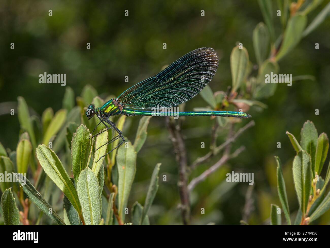 Homme belle Demoiselle, Calopteryx virgo perchée sur Bog Myrtle, par New Forest Stream, Hampshire. Banque D'Images