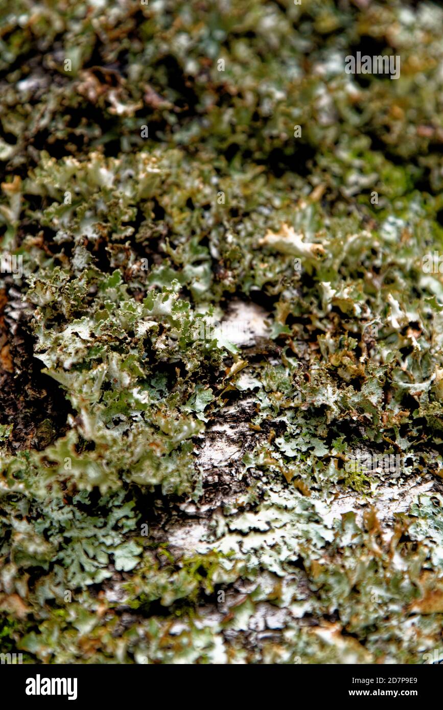 Le lichen de protection commune (Flavoparmelia caperata), un lichen foliaire, pousse sur un tronc d'arbre au Royaume-Uni. Banque D'Images