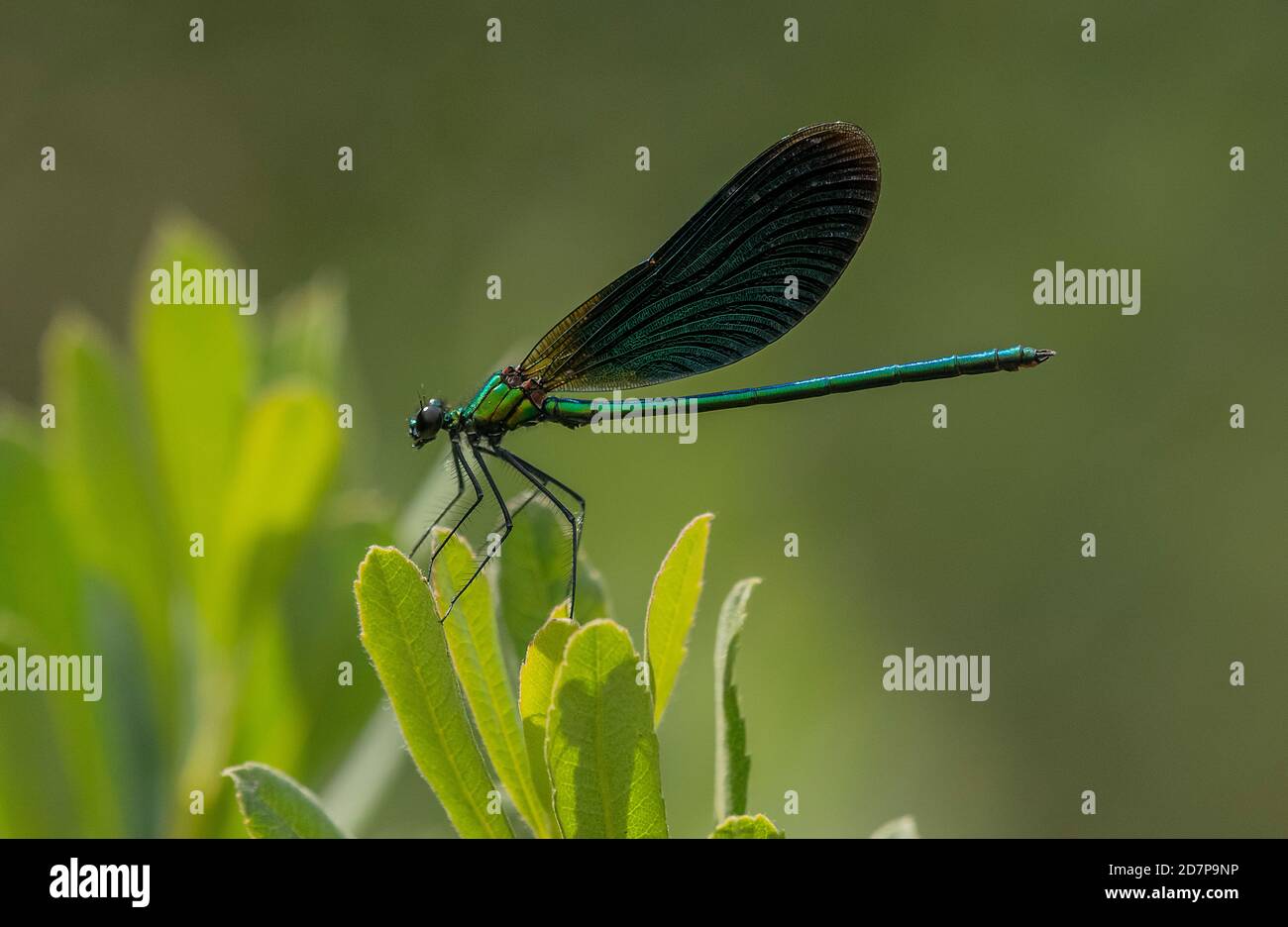 Homme belle demoiselle damselfly, Calopteryx virgo, perchée sur la myrte de tourbière par le ruisseau New Forest, Hampshire. Banque D'Images