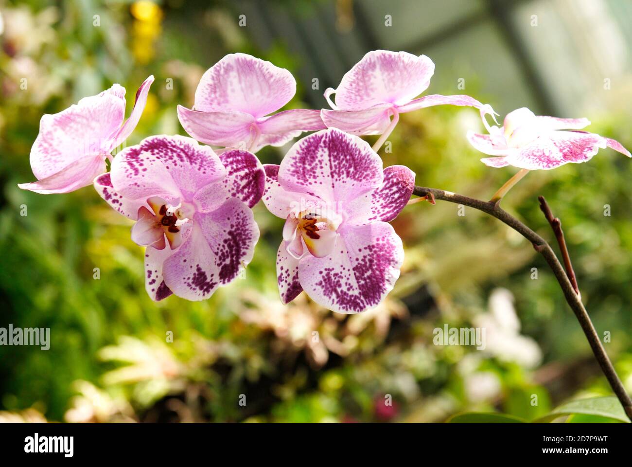 Orchid dans la serre du jardin botanique de Kiev. Orchidée de fleur tropicale Banque D'Images