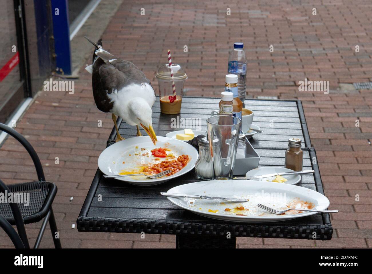 Un goéland de hareng qui termine un petit déjeuner frit laissé sur une table extérieure (pendant la pandémie de Covid-19 en 2020) à Ipswich, Suffolk, au Royaume-Uni. Banque D'Images