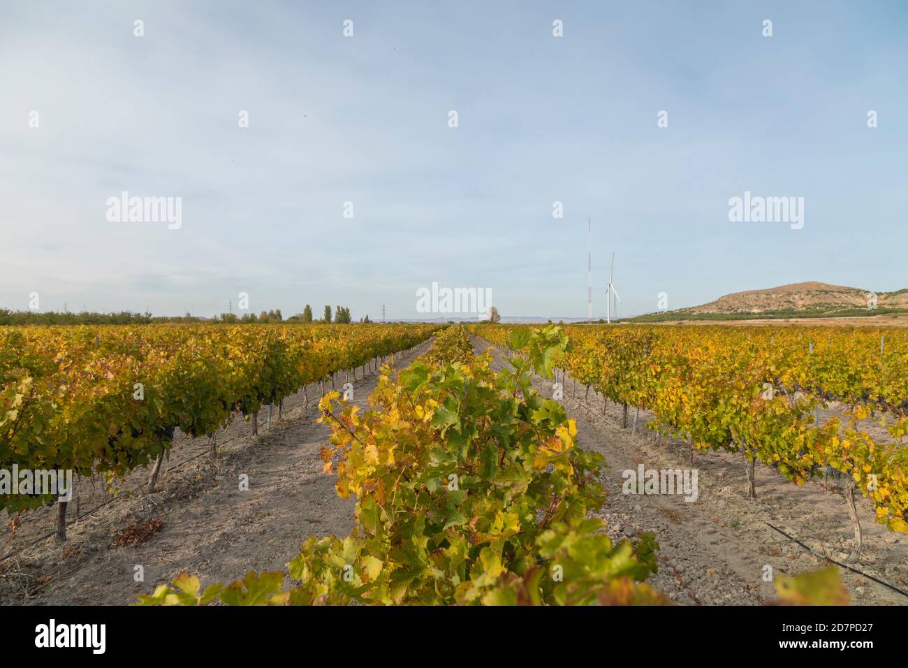 Vignobles aux feuilles vertes et jaunes automnales dans la région de Campo de Borja, près de la petite ville de Magallon, Aragon, Espagne. Banque D'Images