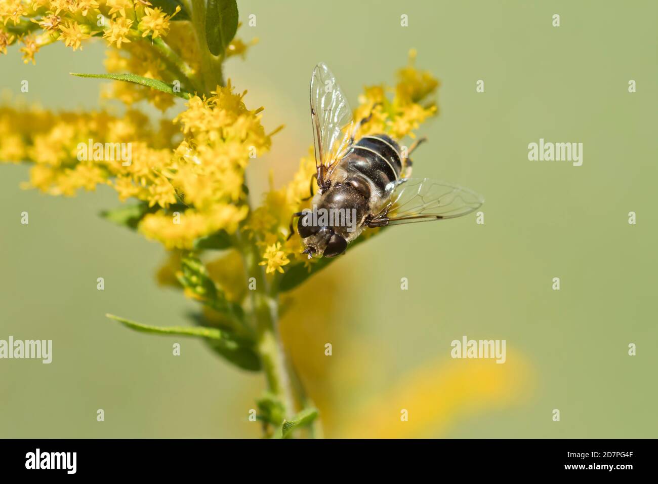 Abeille sur fleurs de Goldenrod gros plan Banque D'Images