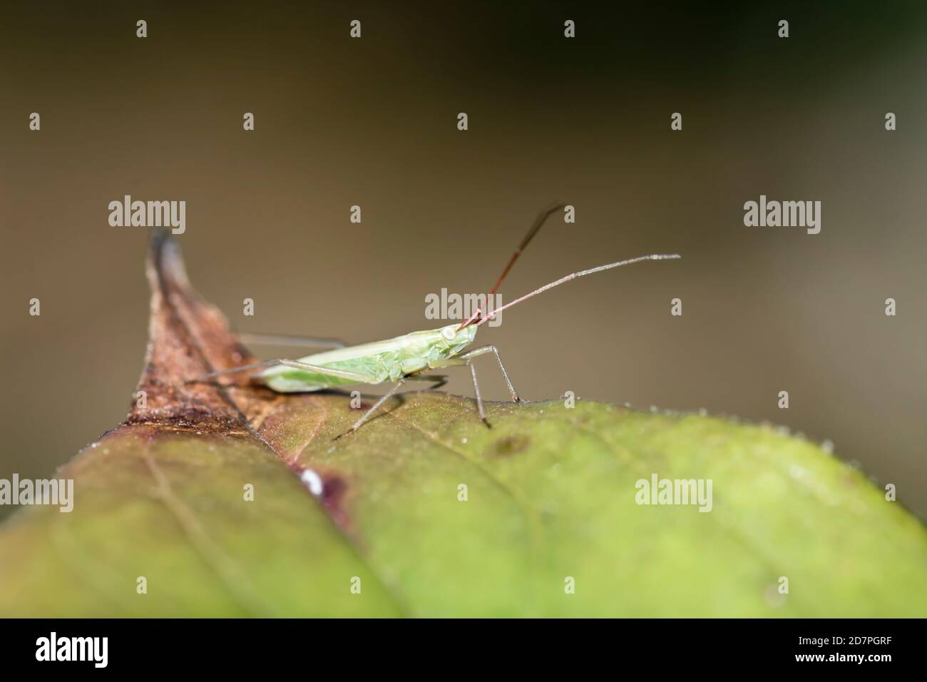 Petit insecte vert sur la feuille avec un arrière-plan flou Banque D'Images