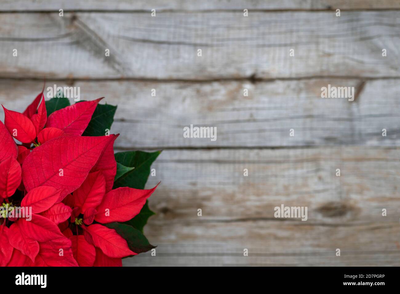 Poinsettia rouge, fleur traditionnelle de noël sur fond de bois. Vue de  dessus Photo Stock - Alamy