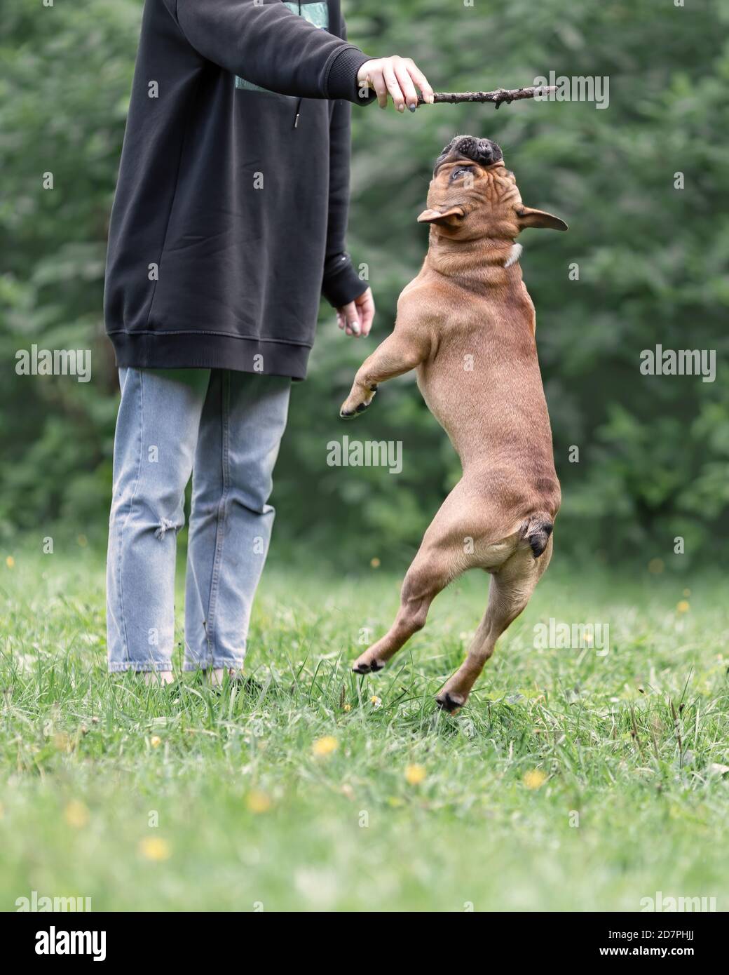 Le chien de boudogue français saute pour le bâton pendant l'entraînement d'un astuce Banque D'Images