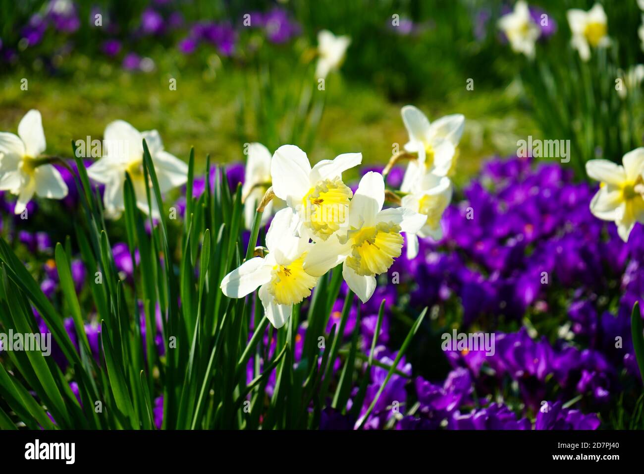 Gros plan avec focalisation sélective sur trois fleurs de crocus blanc/jaune dans un pré de printemps vert. Banque D'Images
