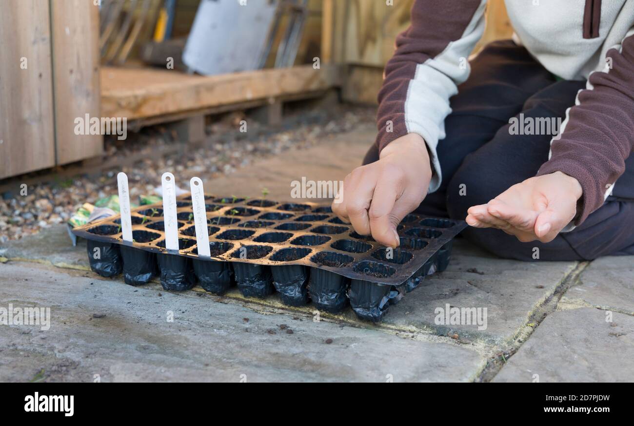 Femme semant des graines dans un bac à semences au Royaume-Uni jardin Banque D'Images