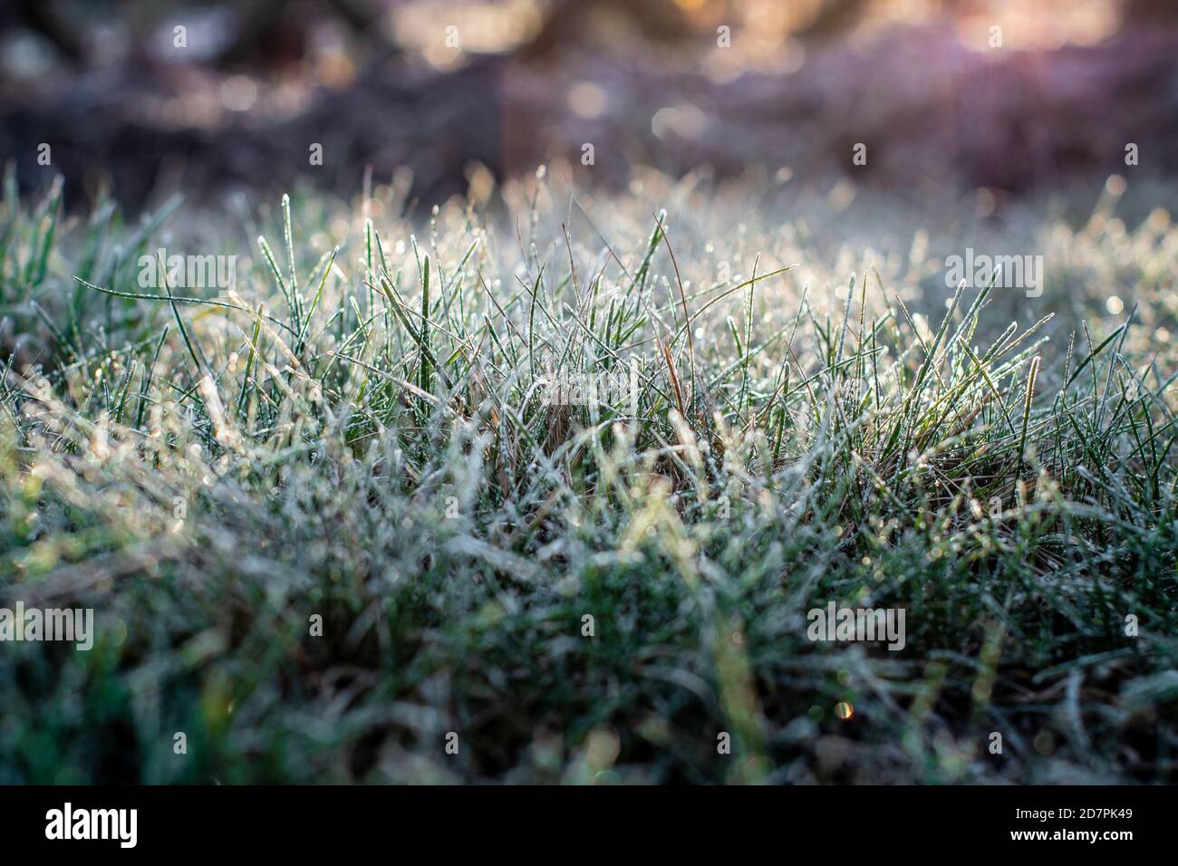 Herbe verte avec givre du matin sous la lumière du soleil Banque D'Images
