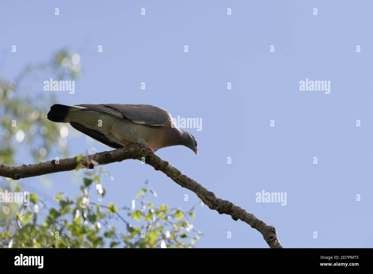 Sous la vue de la neath d'un pigeon de bois sauvage situé sur le coude d'une branche d'un bouleau argenté. Jour ensoleillé, la lumière du soleil frappe le visage du pigeon et le ciel bleu Banque D'Images