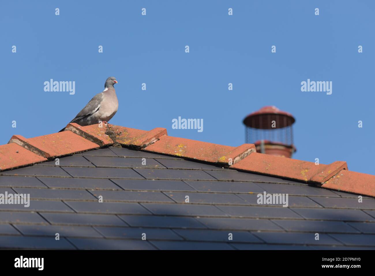 Un grand pigeon en bois sauvage perche confortablement sur le sommet d'un toit en tuiles rouges et bleues, en vous imprégnant de la lumière du soleil. Toit en mousse, cheminée en arrière-plan Banque D'Images
