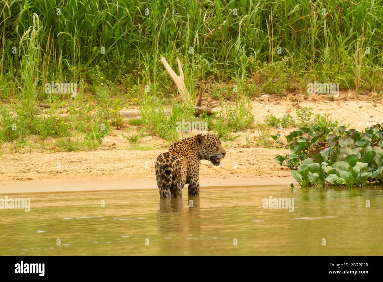 La grande sécheresse du Pantanal brésilien 2020 Banque D'Images