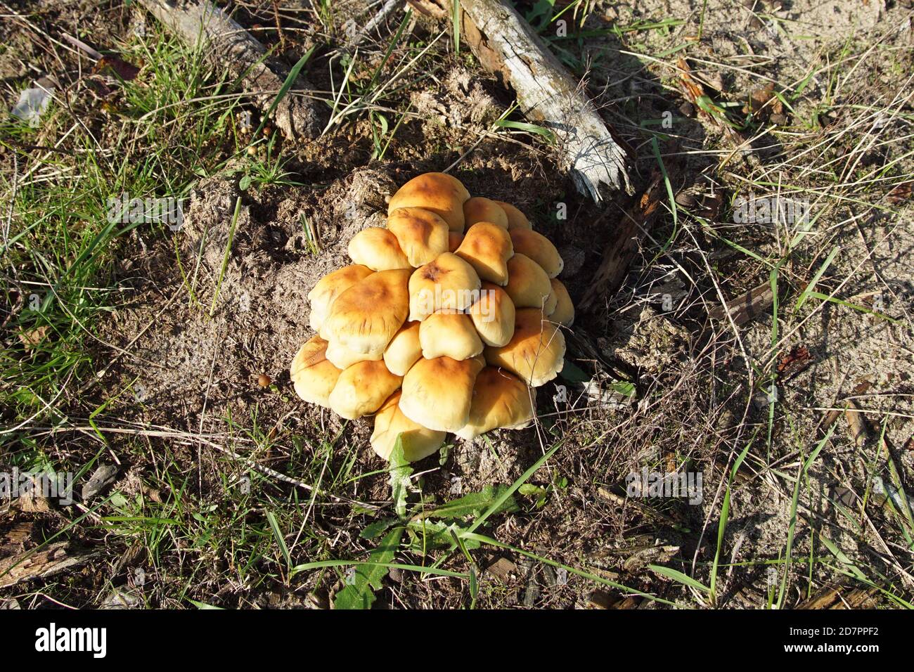 Les champignons tuft à soufre (Hypholoma fasciculare) poussent sur des troncs d'arbres pourris dans les dunes néerlandaises. Automne, pays-Bas, octobre Banque D'Images