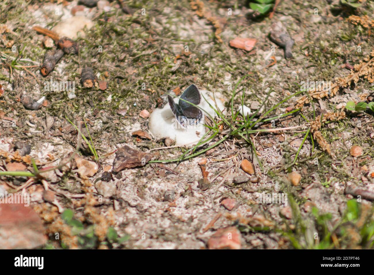 Petit papillon gris Banque D'Images