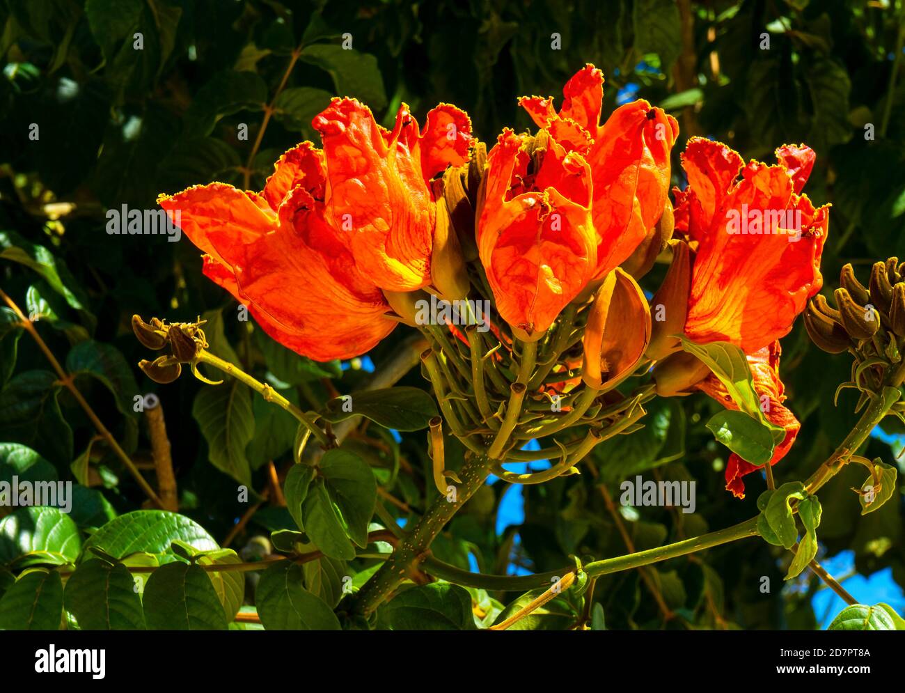 Orange African Tulip Tree Los Cabo San Lucas Baja Mexique Banque D'Images