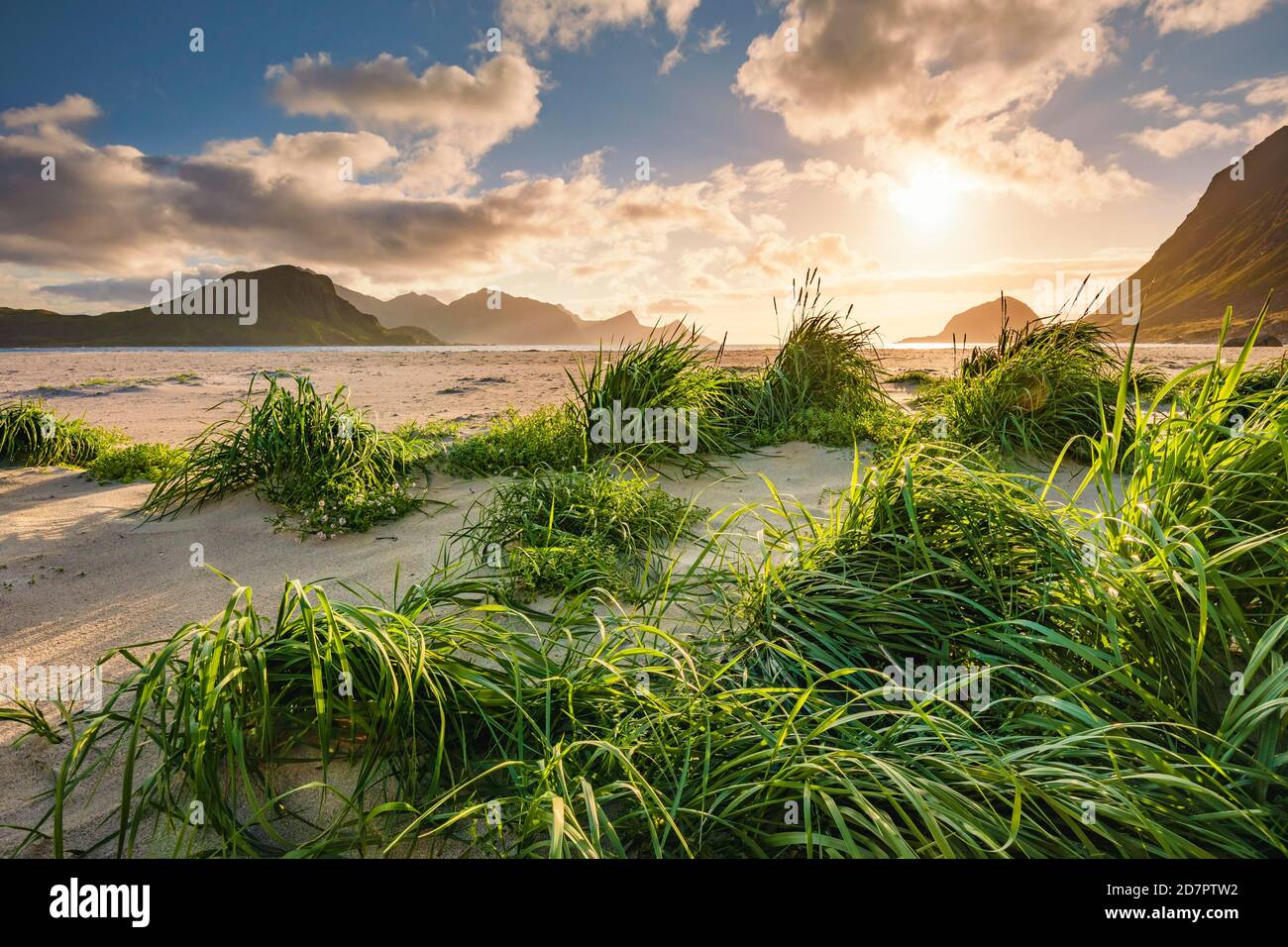 Lumière de dos chaude sur la plage de sable blanc, en front de touffes d'herbe verte, plage de Haukland, Leknes, Lofoten, Nordland, Norvège Banque D'Images