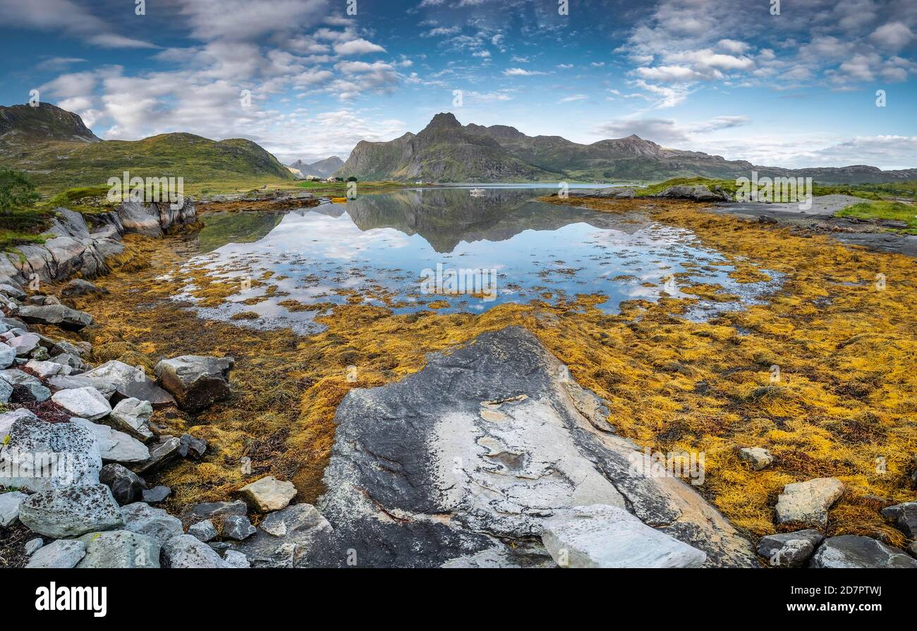 Fjord paysage à marée basse, algue jaune, varech, porte-réservoir à algues brunes (Fucus vesiculosus) , massif de montagne reflété dans la mer, Lofoten Banque D'Images