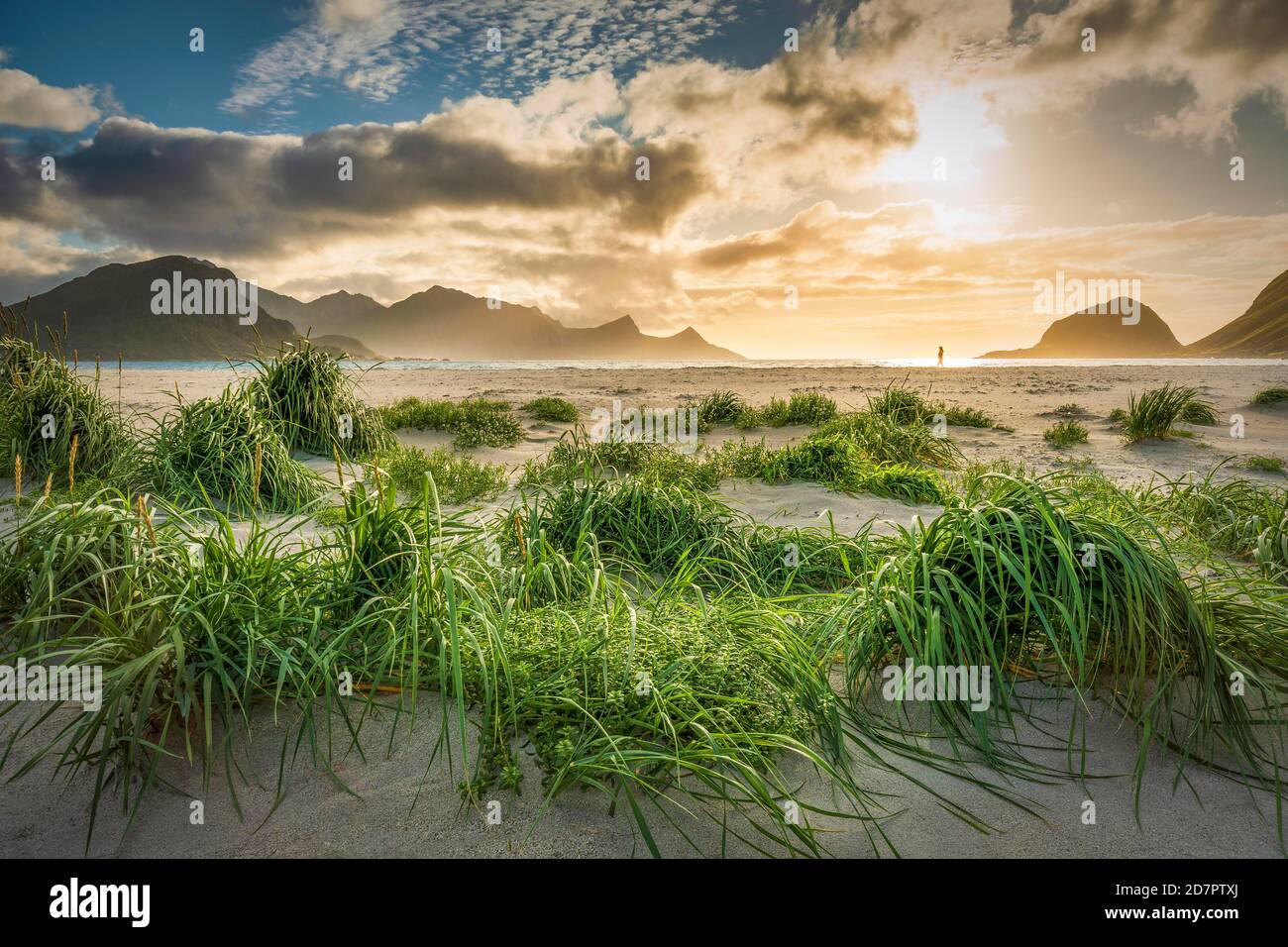 Personne minuscule marche dans le rétroéclairage atmosphérique sur la plage de sable blanc, en face des touffes d'herbe verte, plage de Haukland, Leknes, Lofoten, Nordland, Norvège Banque D'Images