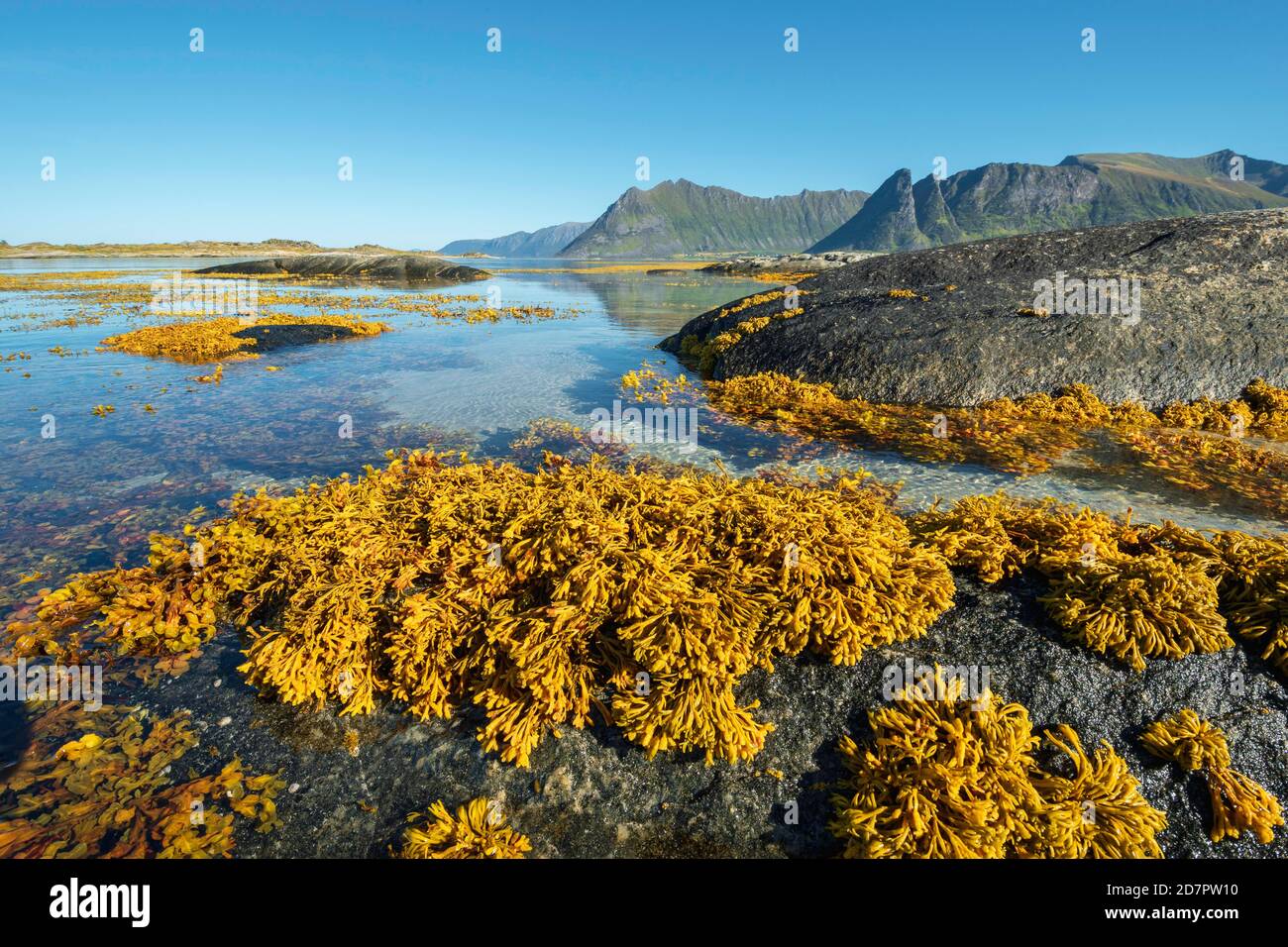 Eaux côtières peu profondes, fond marin sablonneux avec rochers, algues jaunes, varech, porte-réservoir à vessie aux algues brunes (Fucus vesiculosus) dans le fjord à marée basse, derrière Banque D'Images